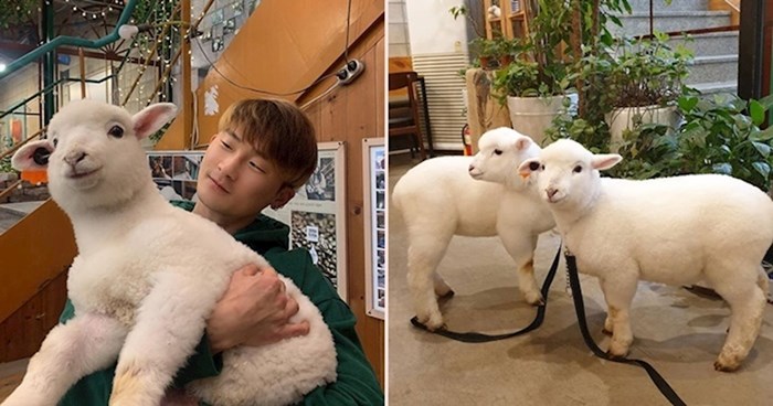 U Južnoj Koreji postoji kafić u kojem možete maziti ovce i djeluje neodoljivo slatko