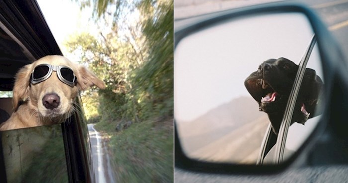 Psi obožavaju vožnju u autu, a ove fotke to najbolje pokazuju