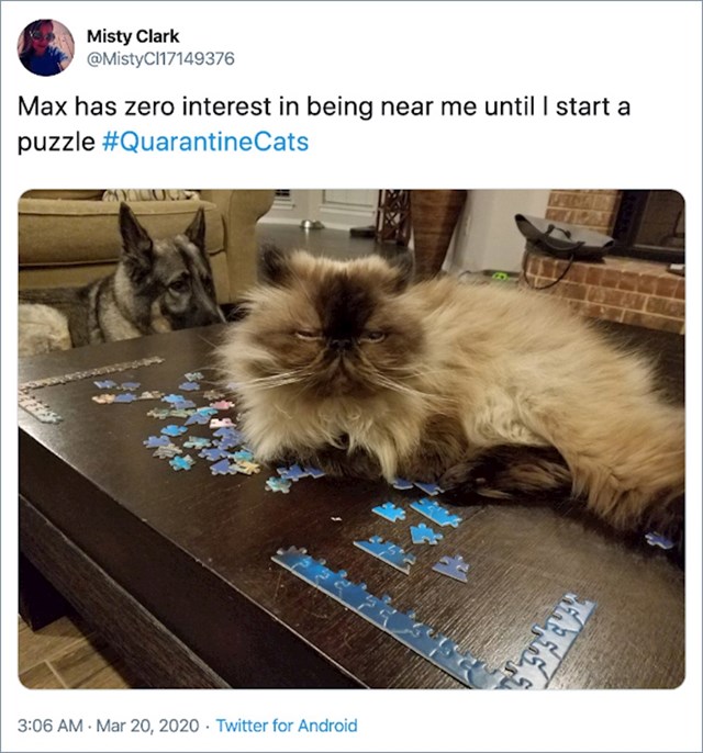 14. "Moja mačka nikad ne želi biti pored mene. Osim kad izvadim puzzle."