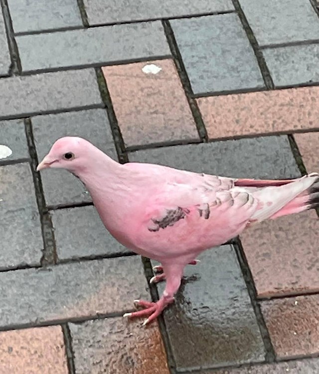 1. "Danas sam ugledao goluba koji je iz nekog razlog - ružičast!"