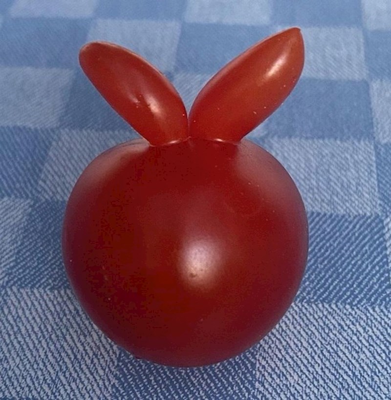 5. Rajčica izgleda kao zeko