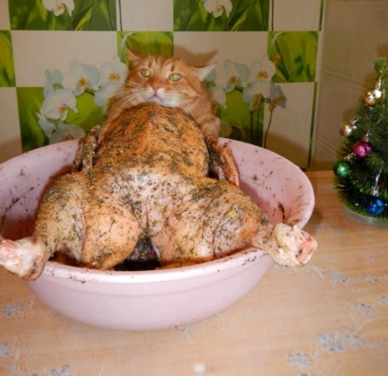 4. Ovo se zove savršen tajming za fotku!