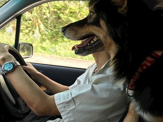 2. Od kad su počeli izdavati vozačke dozvole psima?😜