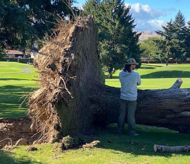 Korijenje stabala je zapravo golemo.