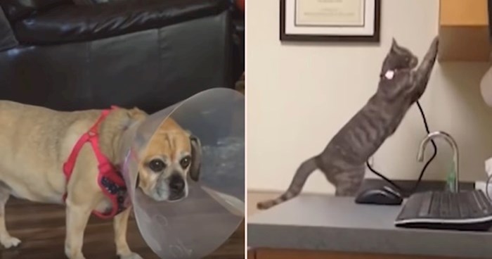 VIDEO Smiješne životinje koje nisu baš oduševljene što moraju kod veterinara