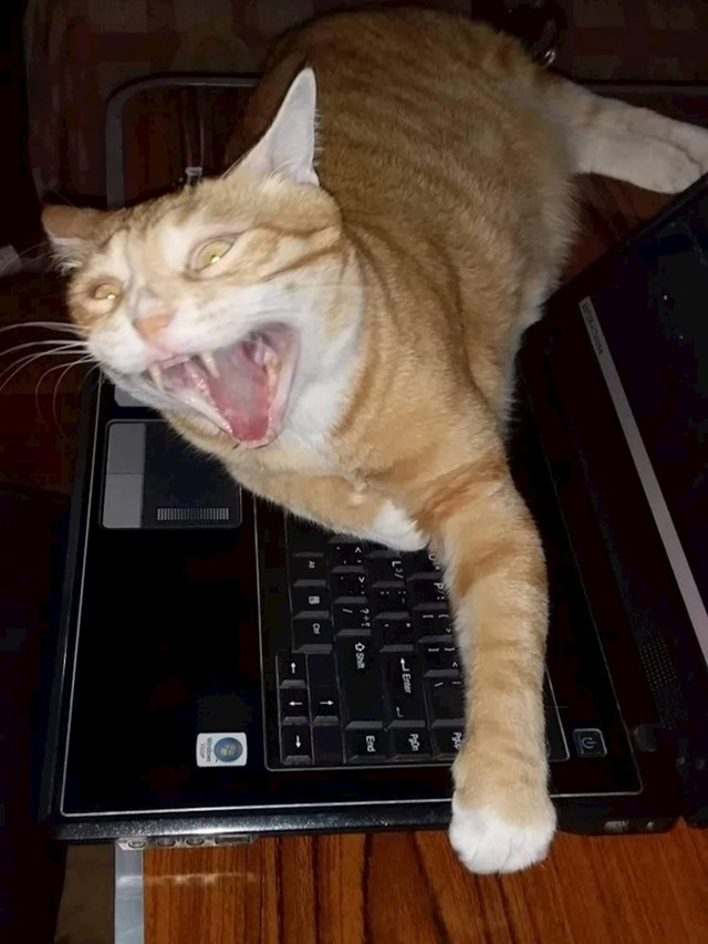 17. "Moja mačka nakon što sam pokušao uzeti laptop na kojem je spavala."