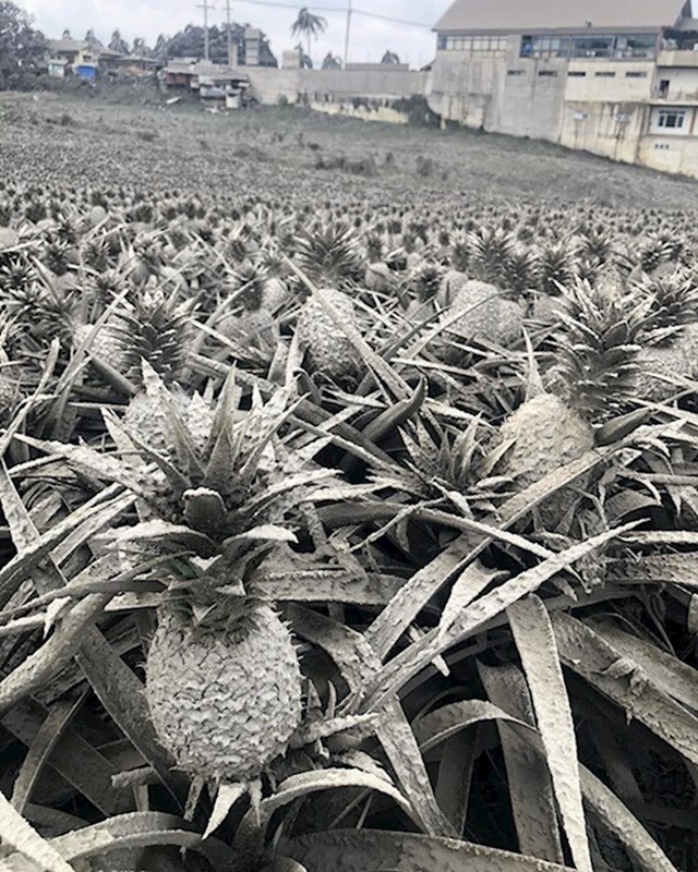 1. Ovo nije crno bijela fotka. Ovako su izgledali ananasi nakon erupcije vulkana na Filipinima.