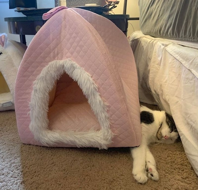 10. Draže joj je spavati ovako nego u kućici...