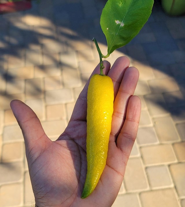 5. Limun koji oblikom jako podsjeća na čili