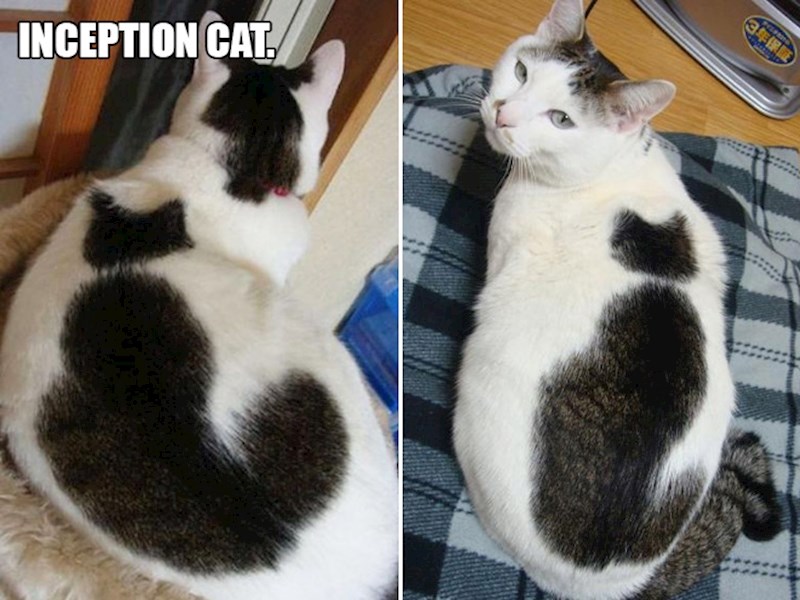 8. Maca koja na sebi ima macu