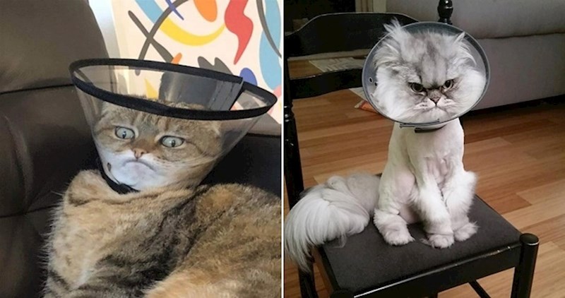 22 životinje koje moraju nositi ovratnik i vidno su nezadovoljne