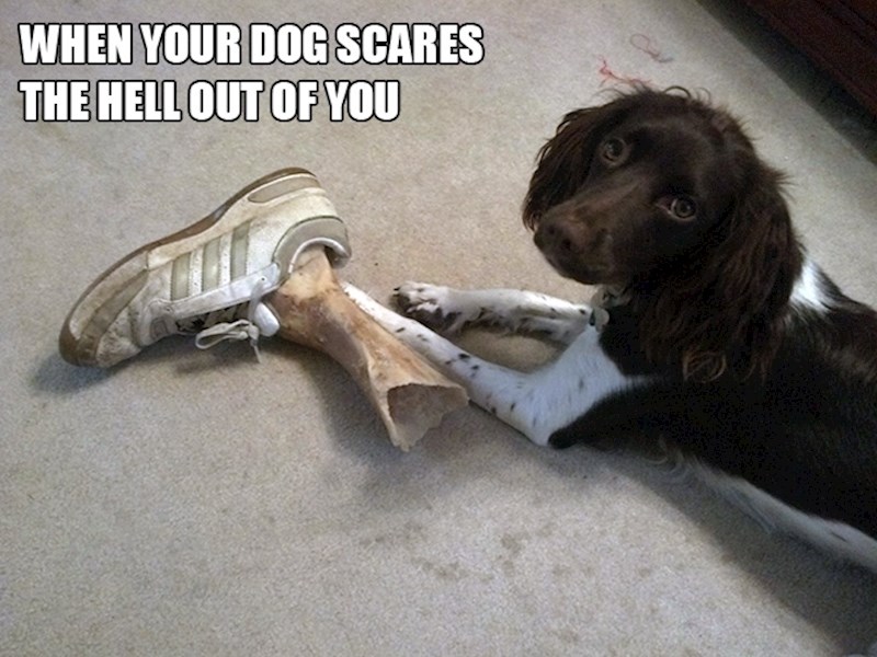 3. Ono kad te prođe jeza od vlastitog psa...