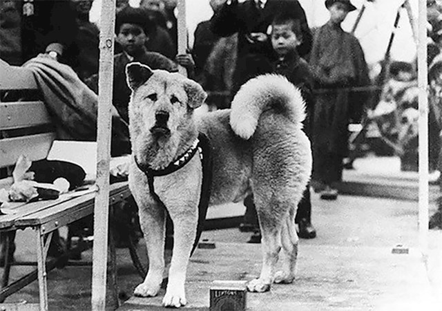 Za vjernost psa Hachika čuli su ljudi iz cijeloga svijeta.