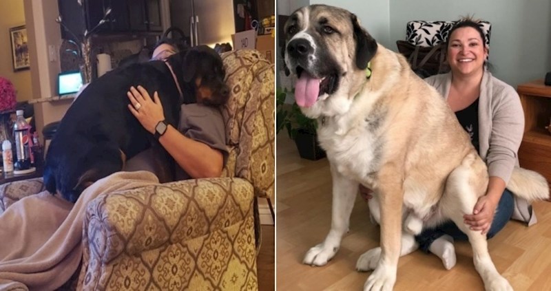 20 golemih pasa koji i dalje najviše vole odmarati u krilima svojih vlasnika