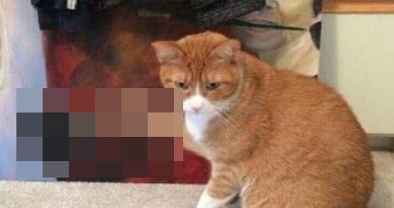 Igrom slučaja ova maca ispala je kao da se sprema u kulinarsku avanturu