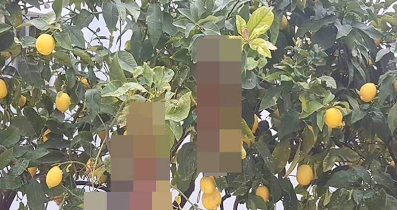 U Dalmaciji na stablu limuna rastu sasvim neočekivani plodovi