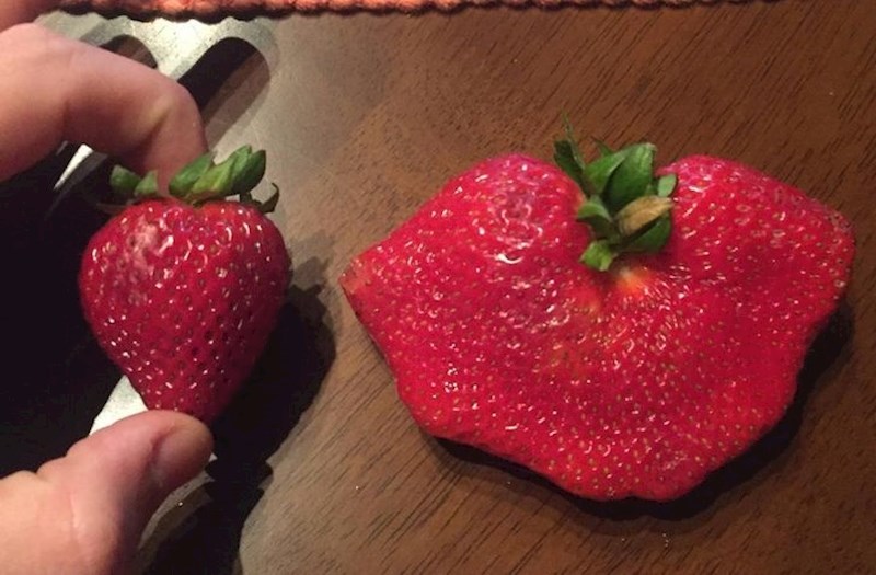 Jagoda iz trgovine je lijevo, a desno iz mojeg vrta.