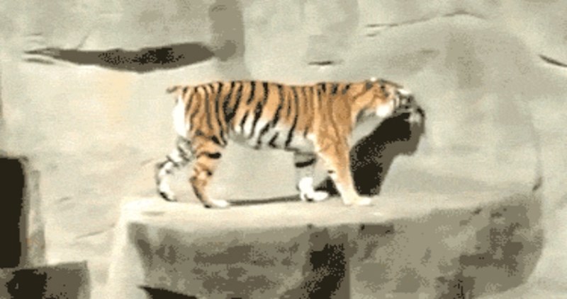 Nećete vjerovati kad vidite što je na smrt prepalo ovog tigra