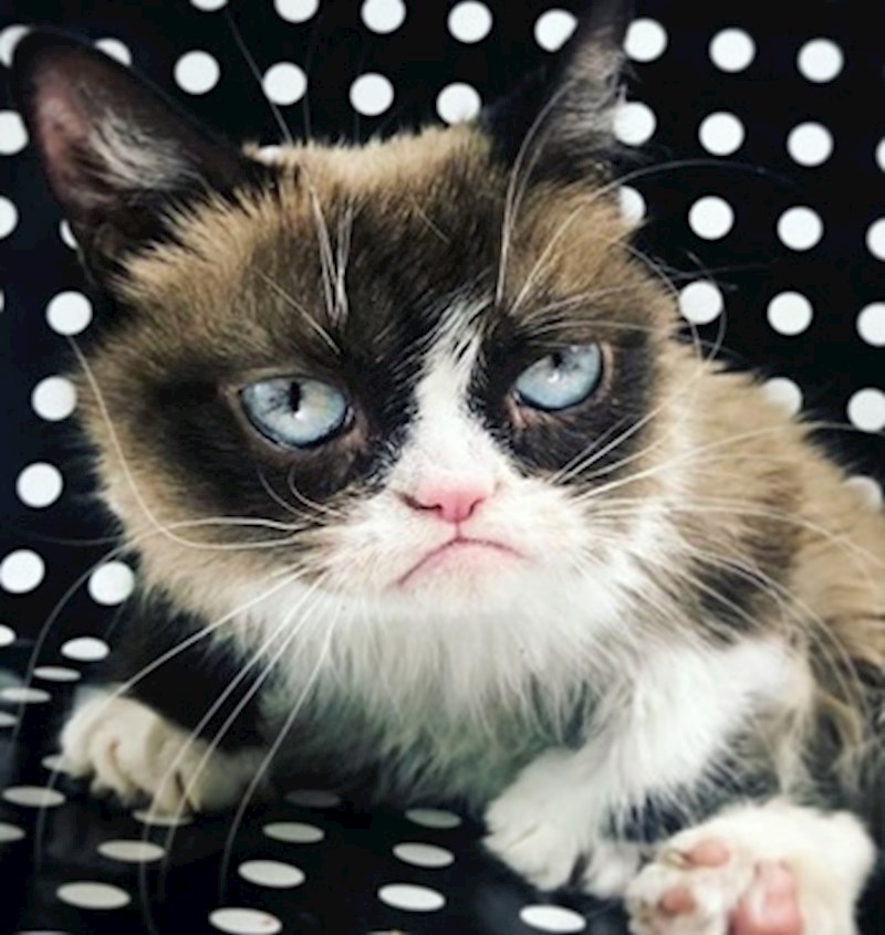 15. I za kraj, podsjetimo se originalne mrzovoljne mačke.