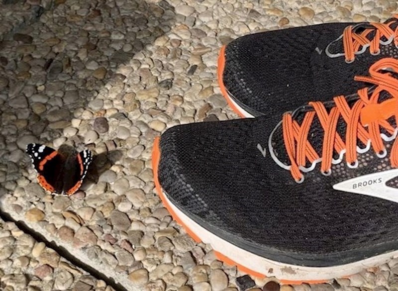 3. Leptir mi paše uz tenisice