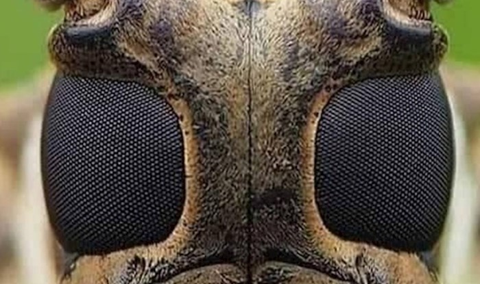 Pogledajte kako izgleda lice pčele snimljeno izbliza HD kamerom