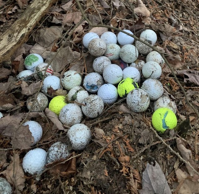 4. U blizini naše šumske kolibice nalazi se golf teren i otkrili smo da lisice vole skupljati golf loptice