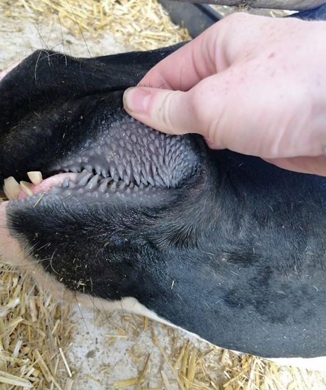 14. Ovako izgledaju usta krave iznutra!