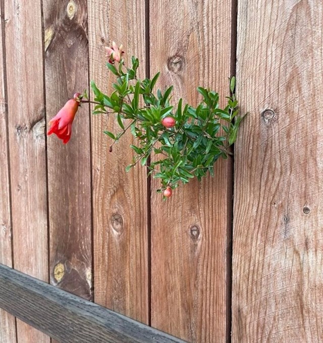 9. Cvijet koji je narastao iz ograde