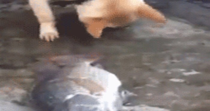 Morate vidjeti kako ovaj pas pokušava spasiti život ribi
