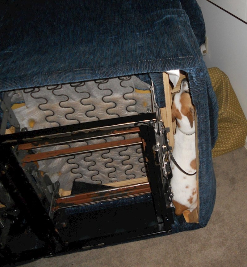 8. Sakrio se od zvuka petardi...😩