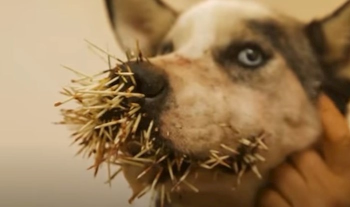 VIDEO Smiješne životinje koje je znatiželja skoro koštala glave