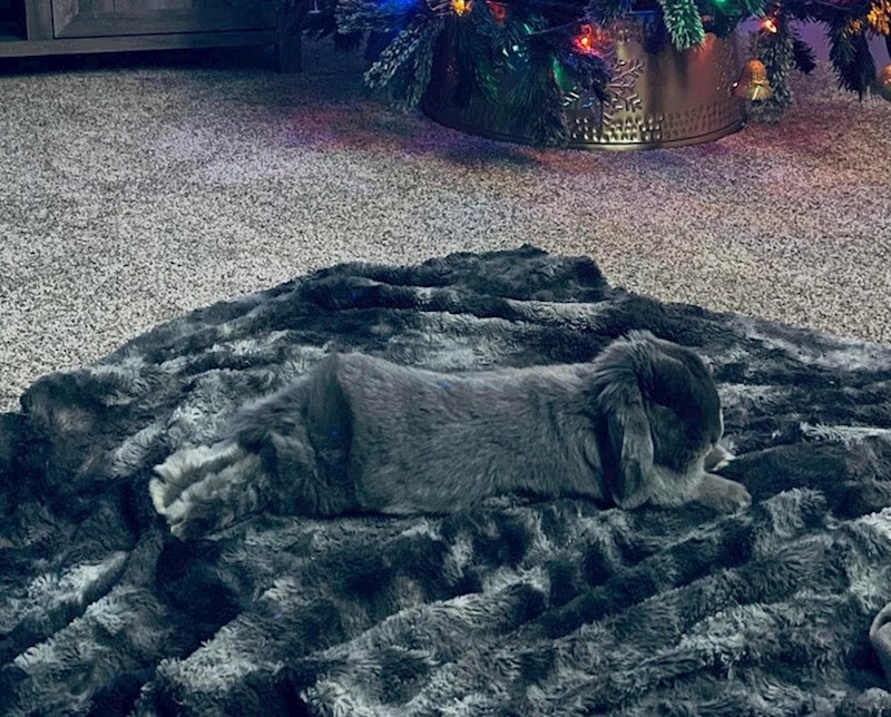 2. Gdje prestaje zeko a počinje deka?