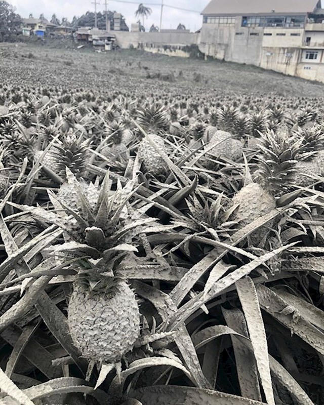 16. Ovo nije crno bijela fotka. Ovako su izgledali ananasi nakon erupcije vulkana na Filipinima.