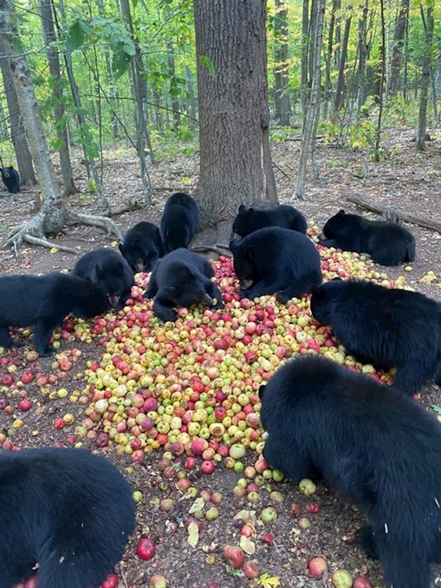 Crni medvjedići jedu jabuke.