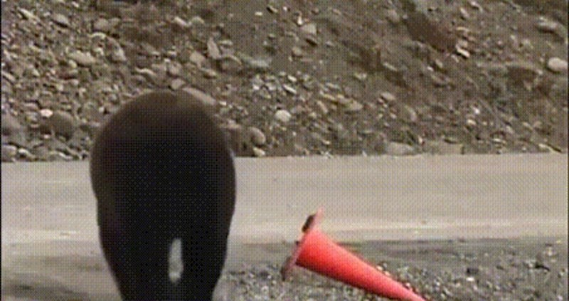 Činilo se kao da će medo ukrasti čunj, no ono što je napravio ostavit će vas bez teksta