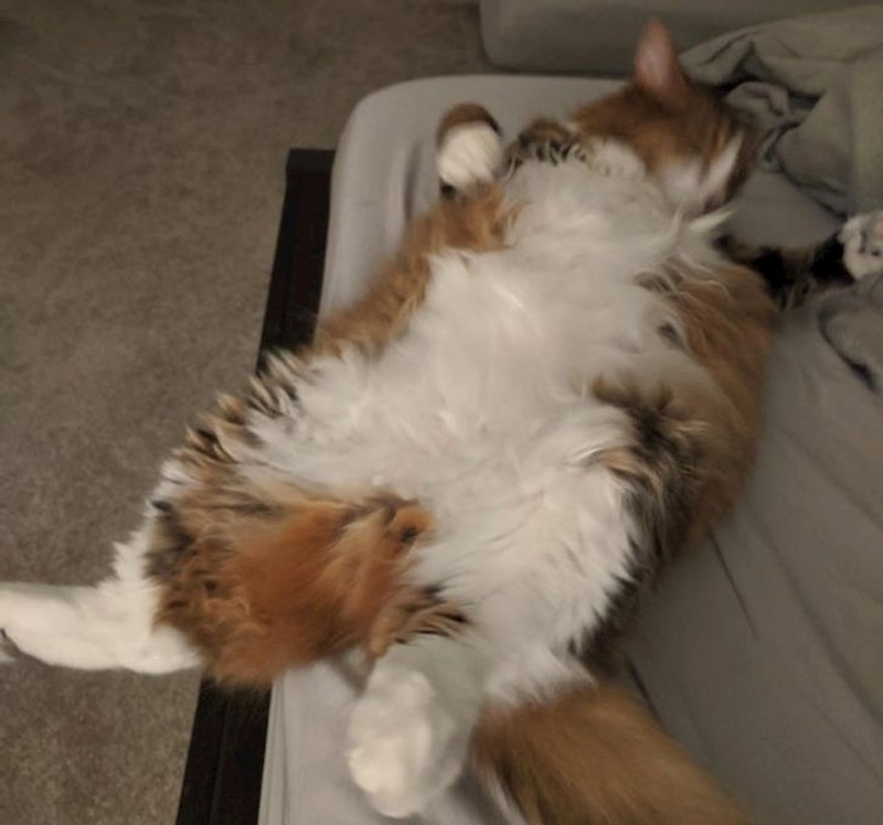 5. "Nekoliko sekundi nakon što je ova fotka slikana je pala s kreveta."