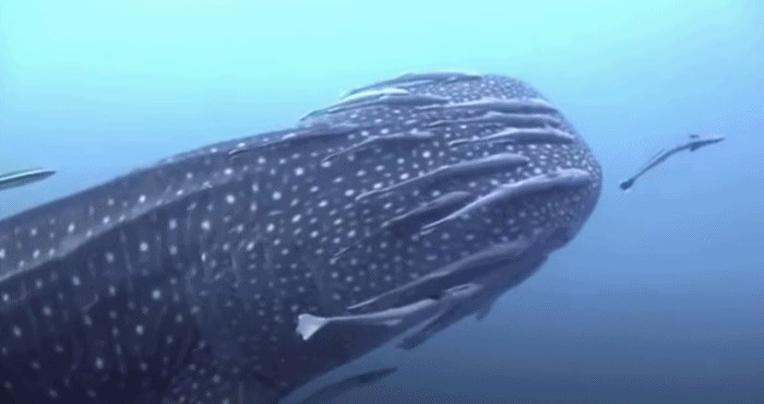 VIDEO 15 ekstremno čudnih stvari koje rade divlje životinje