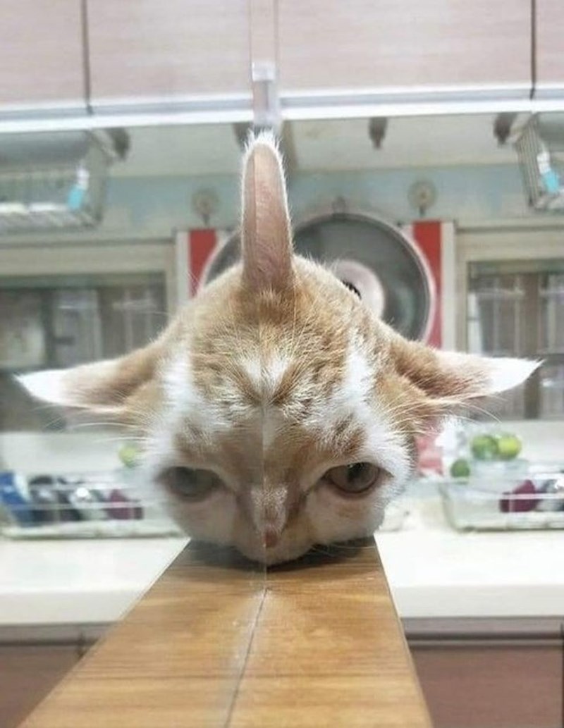 12. Izgleda kao lik iz Ratova Zvijezda, ali zapravo je obična mačka i njezina refleksija