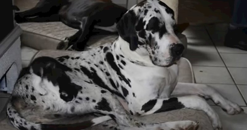 VIDEO Presmiješne životinje koje su usavršile sposobnost kamuflaže