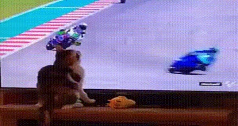 Mačka je zakuhala urotu protiv motorista, ovo je nevjerojatno