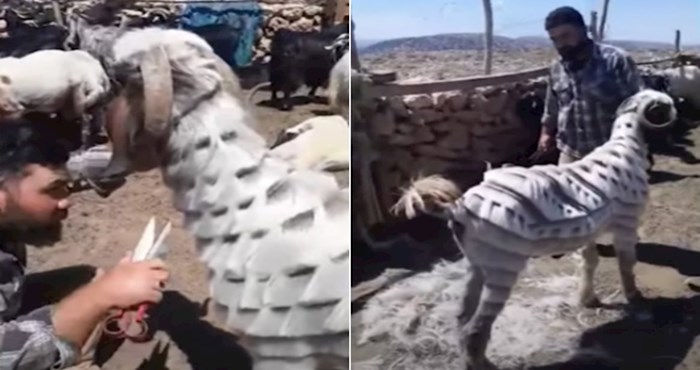 VIDEO Pastir iz Turske postao je hit na internetu zbog genijalnih frizura koje radi svojim ovcama