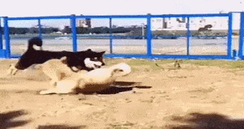 Ovaj pas mogao bi se baviti gimnastikom, pogledajte što je izveo