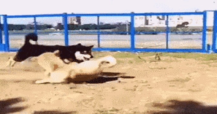 Ovaj pas mogao bi se baviti gimnastikom, pogledajte što je izveo