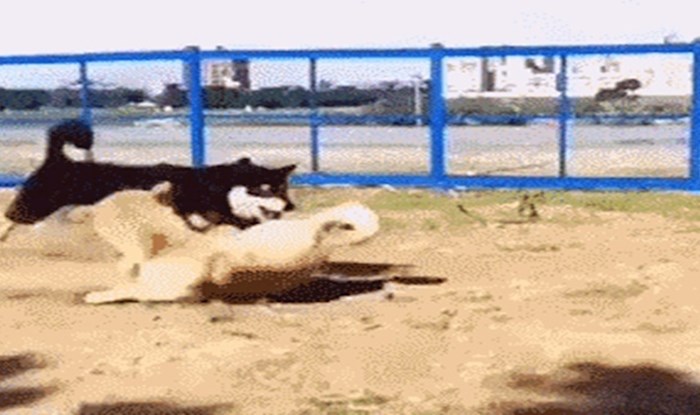 Ovaj pas mogao bi se baviti gimnastikom, pogledajte što je izveo