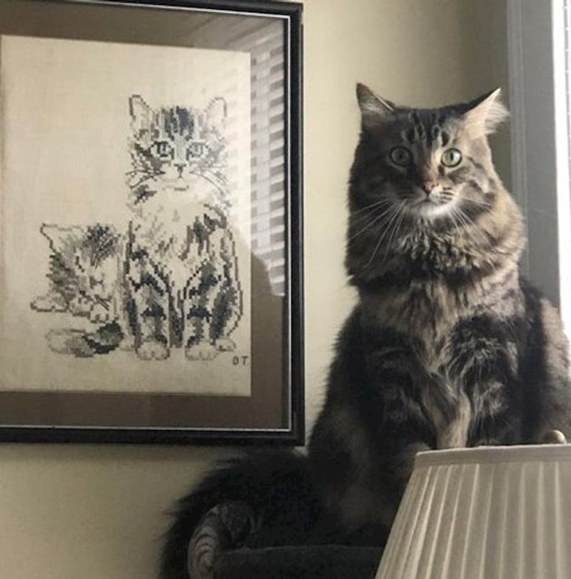 Mačka koja izgleda isto kao uokvireni ručni rad.