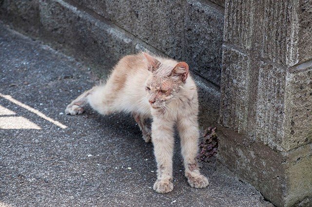 Chataro na dan kad je dolutao pred kuću umirovljenog fotografa.