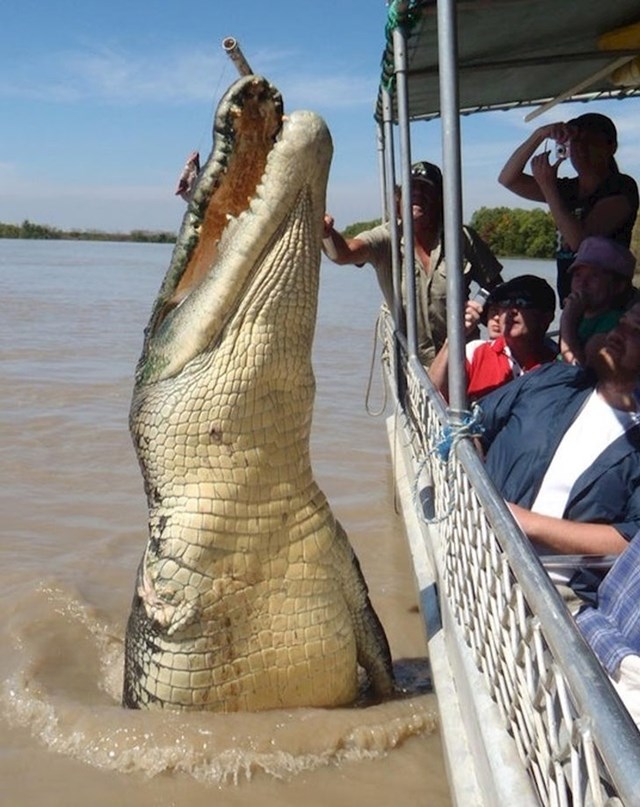 4. Nevjerojatno velik krokodil