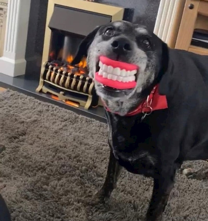 19. Njegova najdraža igračka. Ljudi umiru od smijeha kad ga vide s njom.😄