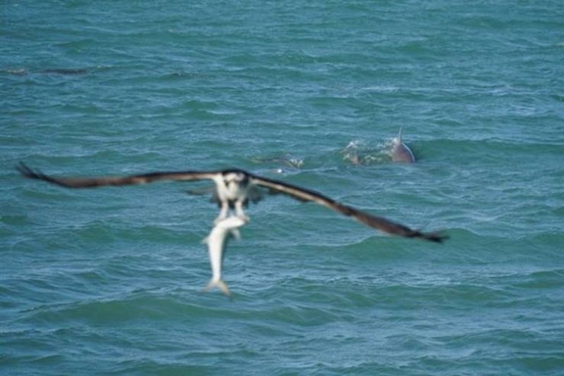 19. Ptica s ulovom upropastila je ono što je inicijalno trebala biti fotka dupina