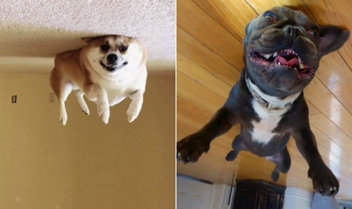 20 pasa koji znaju kako prkositi gravitaciji